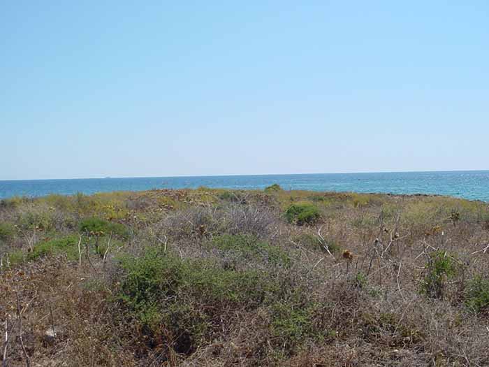 Vegetazione al centro dell'isola. Sotto questa vegetazione sono sepolti i resti di una basilica bizantina, ancora completamente interrata e da studiare, menzionata da Paolo Orsi, della quale non si conosce neanche l'attribuzione dedicatoria; allo stato attuale sono ben visibili solo i muri perimetrali e parzialmente l'abside.